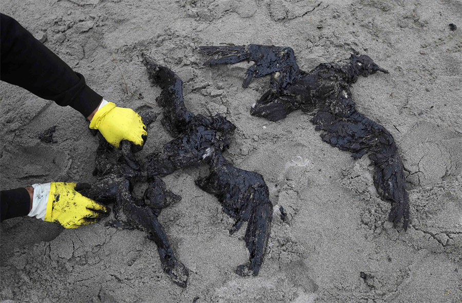 Последствия разлива нефтепродуктов. © Mike Hutchings/Reuters