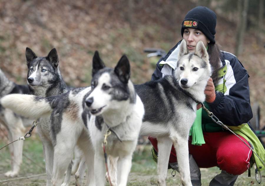 Гонки на собачьих упряжках в Смледнике, Словения. © Srdjan Zivulovic/REUTERS