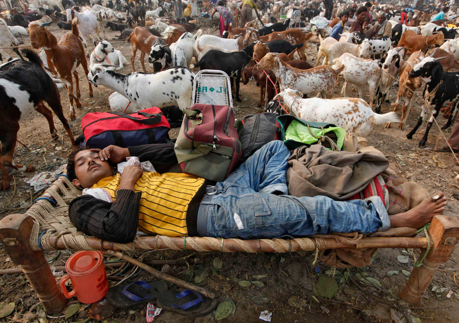 Торговец домашним скотом спит на рынке в Калькутте накануне празднования Ил аль-Адха. © Rupak De Chowdhuri/Reuters