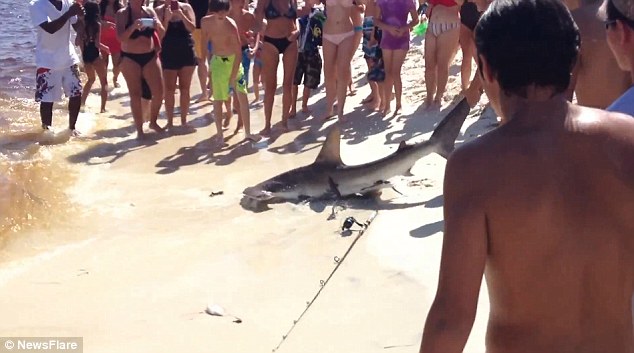 Pups: As the shark writhed on the sand onlookers spotted the litter of tiny pups