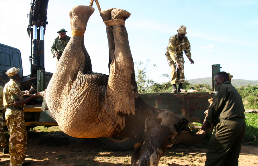 Кенийская служба охраны дикой природы перевозит слона в национальный заповедник Масай Мара на юго-западе Кении. © Reuters