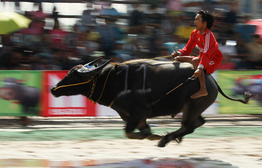 Гонки на буйволах в тайской провинции Чонбури. © Chaiwat Subprasom/Reuters