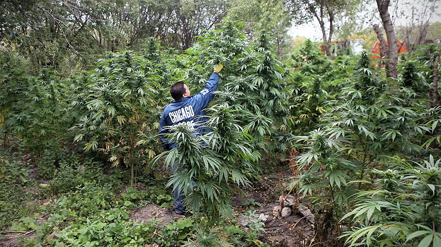 Медведи на поле конопли выращивание марихуаны в гидрогеле