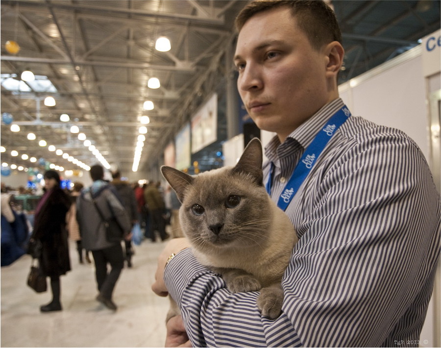 Крокус экспо выставка кошек. Кэтсбург. Выставка кошек в Москве. Московская выставка кошек. Выставка кошек ВДНХ.