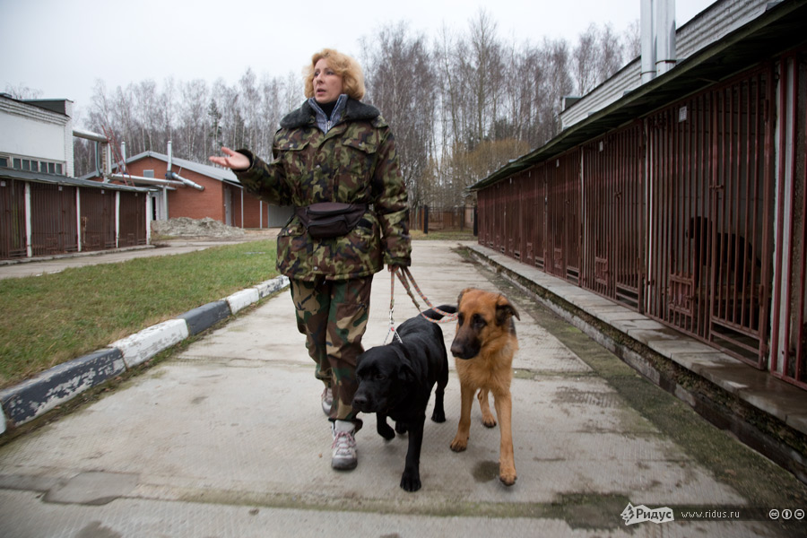 Как в России готовят собак-проводников 