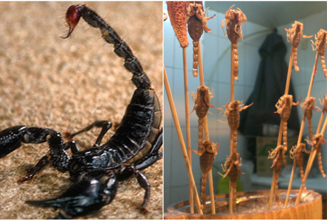 Fried scorpion-10 meals that will bite you back