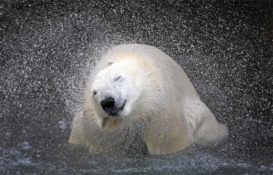 Белый медведь в зоопарке Квебека. © Mathieu Belanger/Reuters
