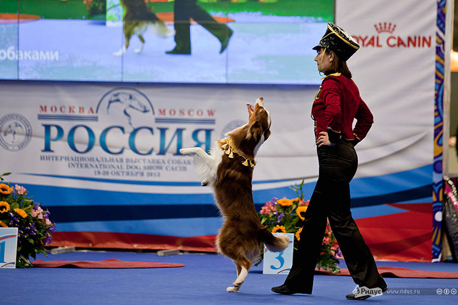 В Москве завершилась ХХ  международная выставка собак &quot;Россия-2013&quot;. Фоторепортаж. Ридус