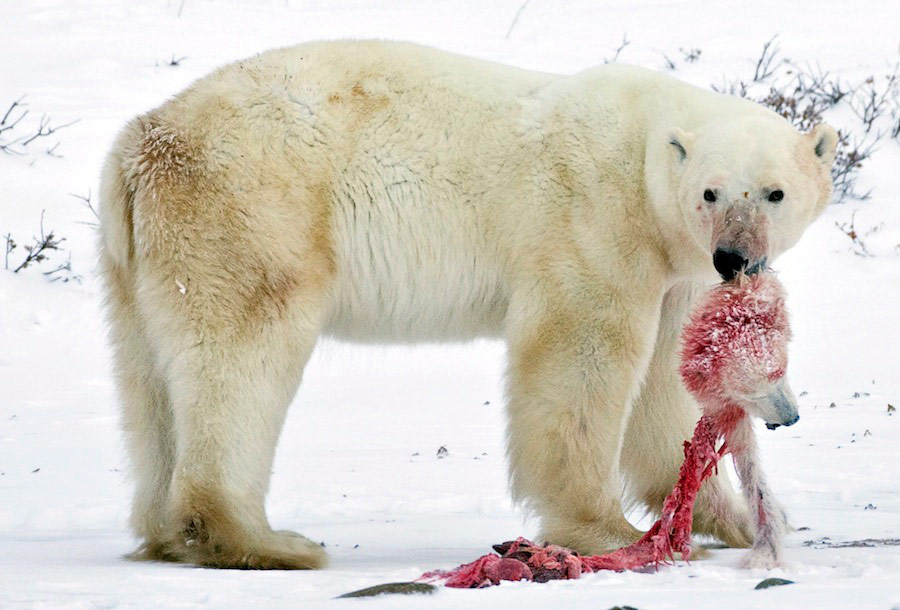 Самец полярного белого медведя несет добычу на севере канадского города Черчилль. © Iain D. Williams/Reuters
