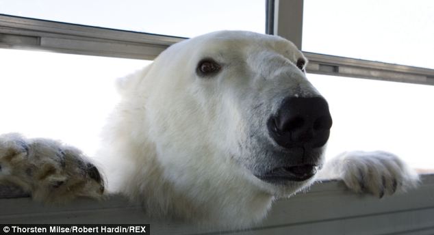 Locked up: This creature is in the world's only polar bear prison - a former Canadian aircraft storage hangar