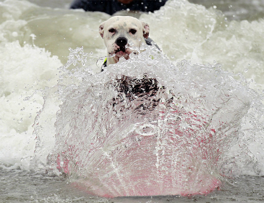 Собака на волне. © Lucy Nicholson/Reuters