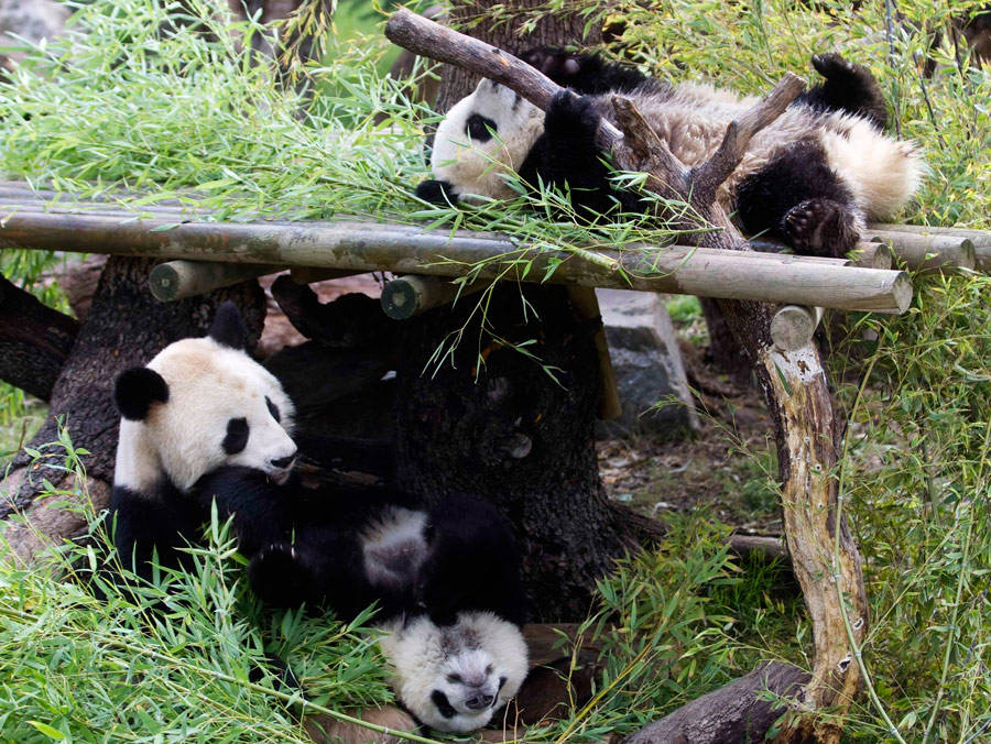 Панды в испанском зоопарке. © Sergio Perez/Reuters