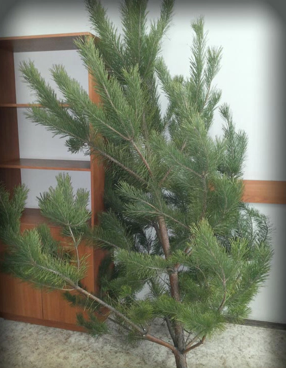 In article 0514ea8cbf