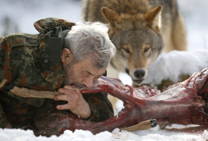 Исследователь, специализирующийся на волках, откусывает мясо от оленя, вместе с монгольским волком в немецкой провинции Саар.