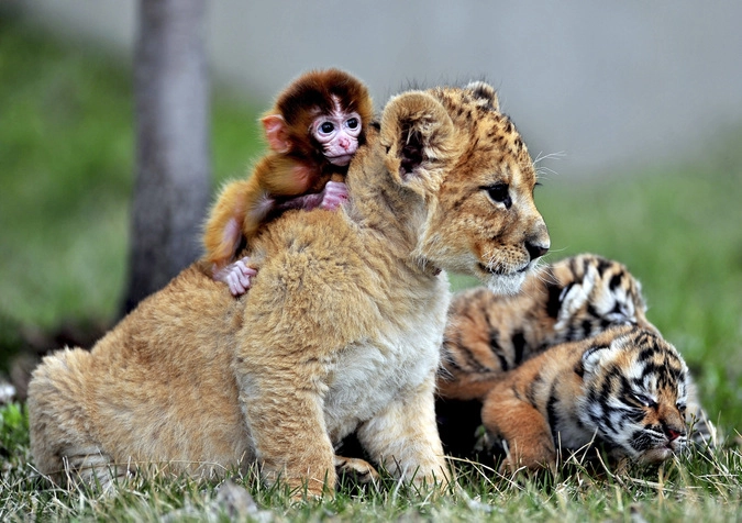 Маленькая обезьянка, львёнок и тигра в Китае. 