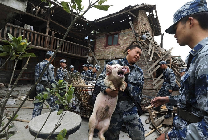 Напуганная свинья визжит в руках спасателя, доставшего ее из-под руин дома в китайской провинции Сычуань. 