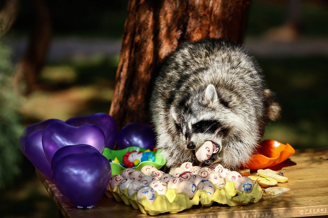 Местные жители оставили для енота новогоднее лакомство в Китае.
