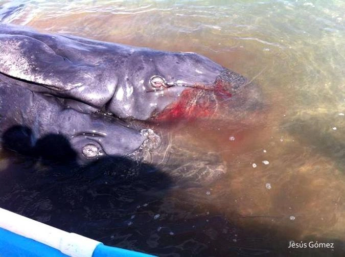 Фото: Jesus Gomez