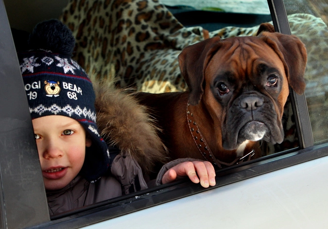 Собака породы боксер и ребенок в машине наблюдают за соревнованиями собачьих упряжек со всего Приморского края в селе Каменушка под Уссурийском.