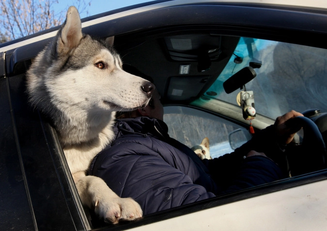 Собака породы хаски с хозяином в машине наблюдают за соревнованиями