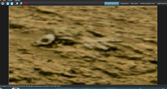 Останки животного на Марсе.