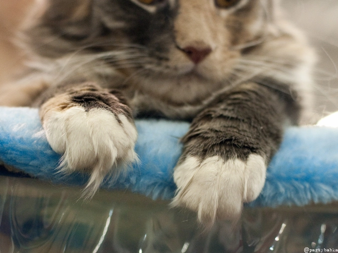 Ах, ах, кошачьи лапки