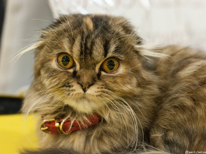 Шотландская вислоухая штуша-кутуша