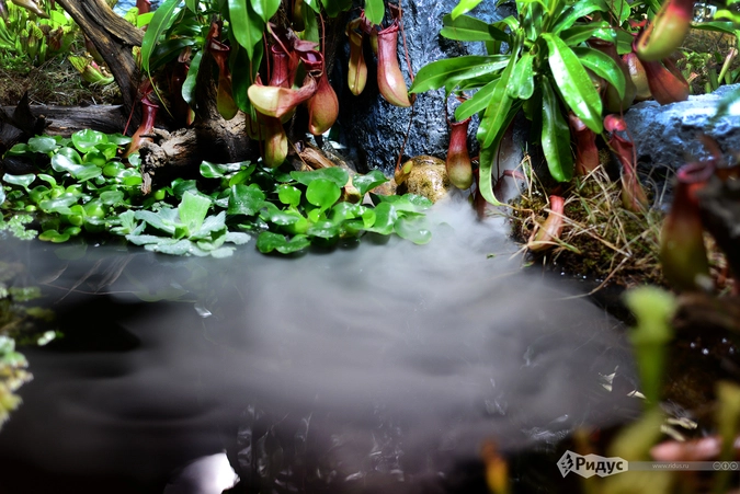 Место, где растут плотоядные растения в «Аптекарском огороде». Непенфа.