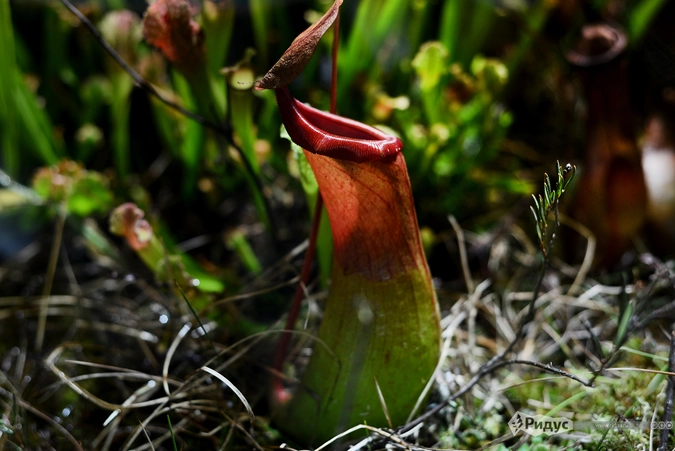 Кувшиночник, он же непентес