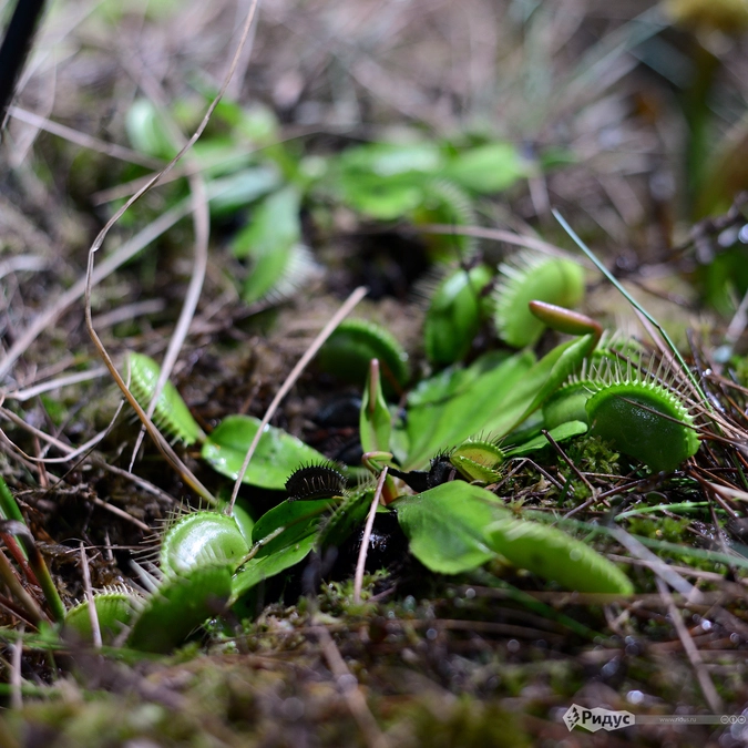 Венерина, плотоядное.
