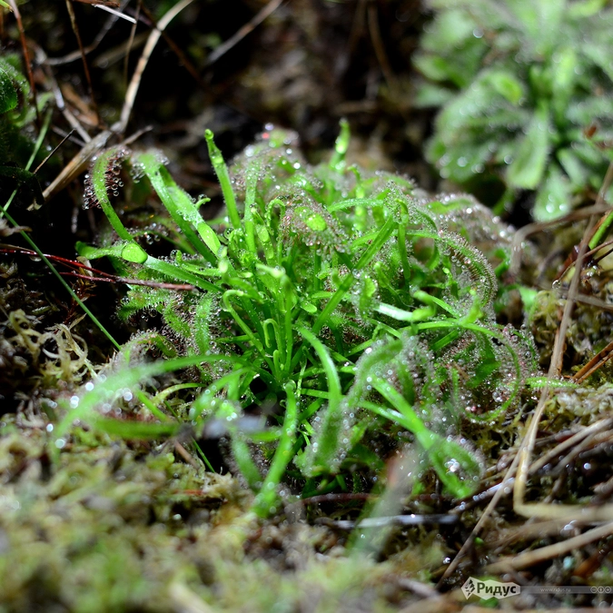 Росянка.