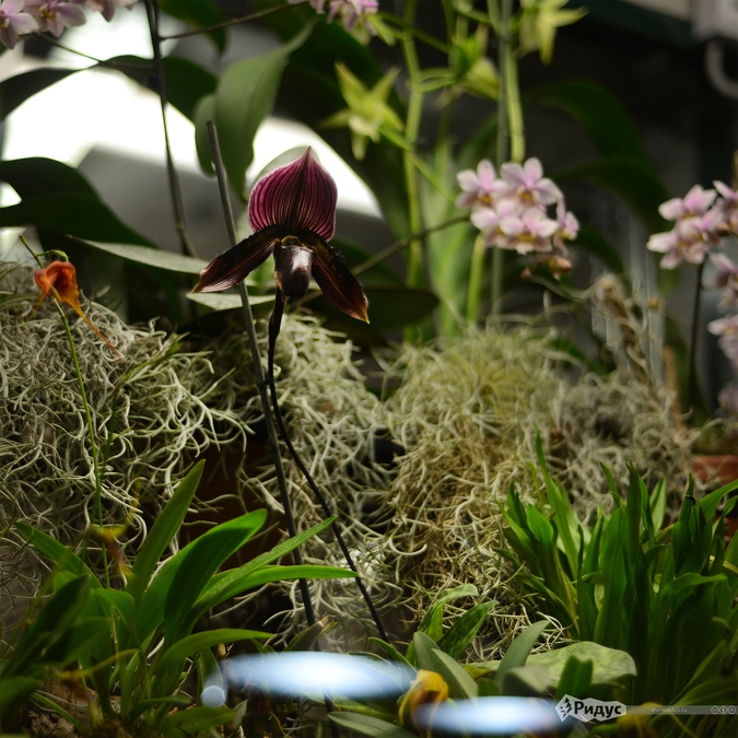 Чёрная орхидея.