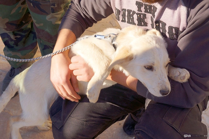 Калямун: один из щенков, выращиваемых военными.