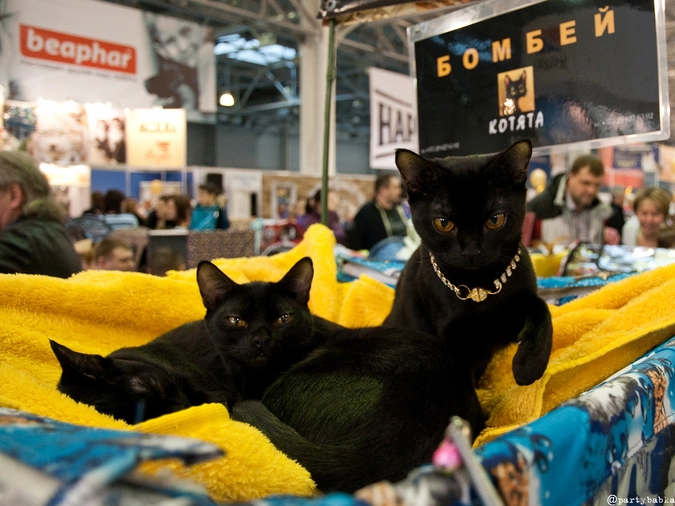 Достаточно редкое явление на выставках  - бомбейская кошка