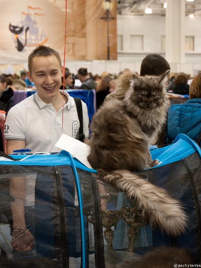 Выставка кошек северодвинск. Кэтсбург 2022. Выставка кошек. Выставка кошек Петрозаводск. Выставка кошек в Оренбурге.