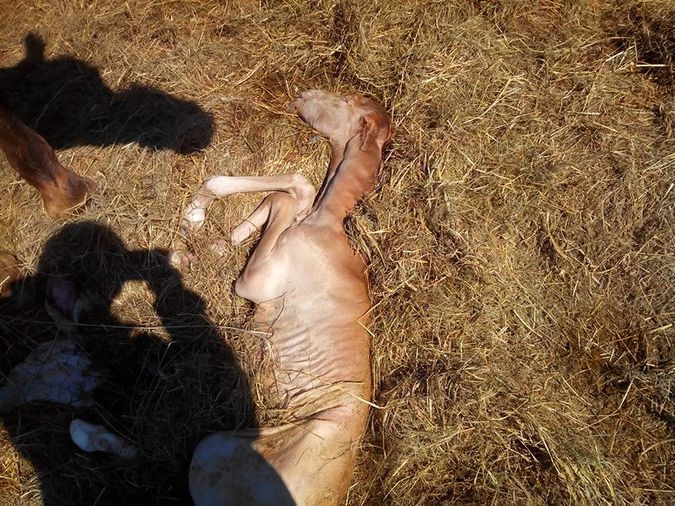 труп недоношенного жеребенка, лежавший среди лошадей несколько дней