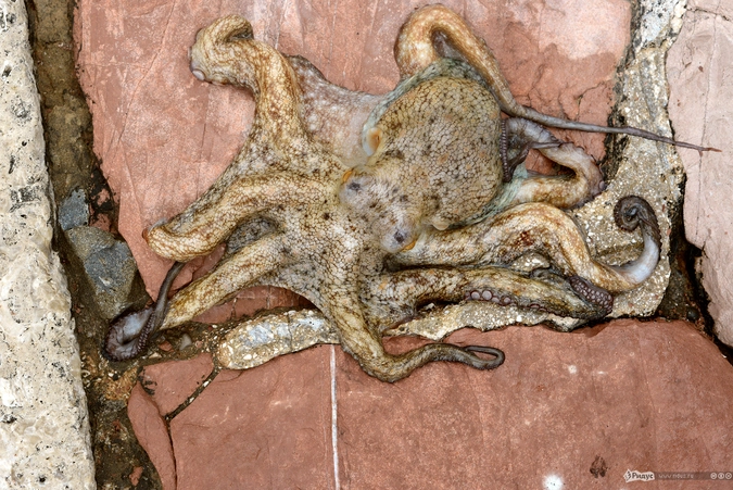 Осьминог, ещё живой.