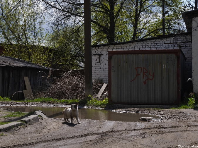 Кот-абориген