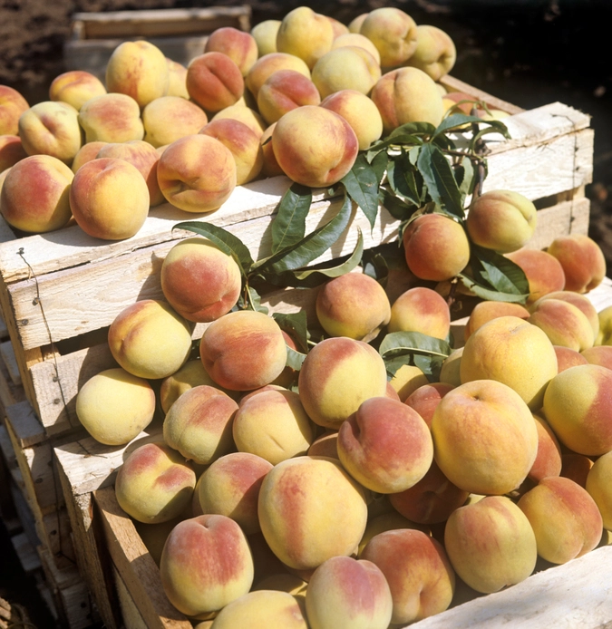 Крымские персики.