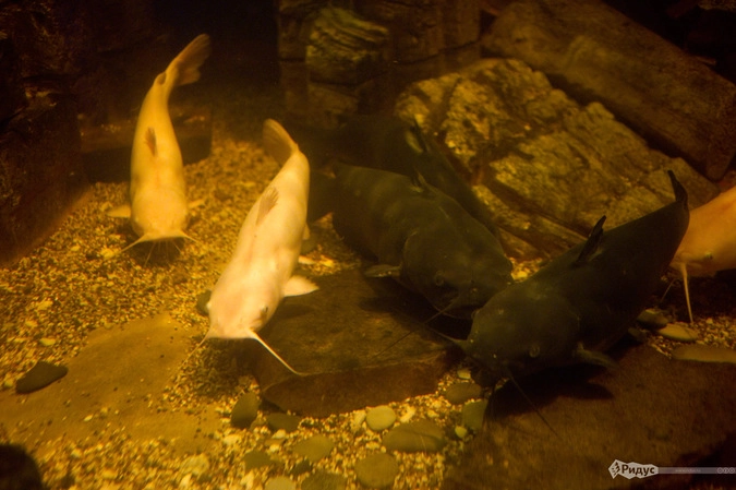 Американскаий канальный сом Альбиносная форма