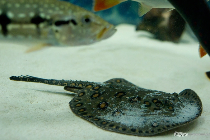 Скат-хвостокол моторо