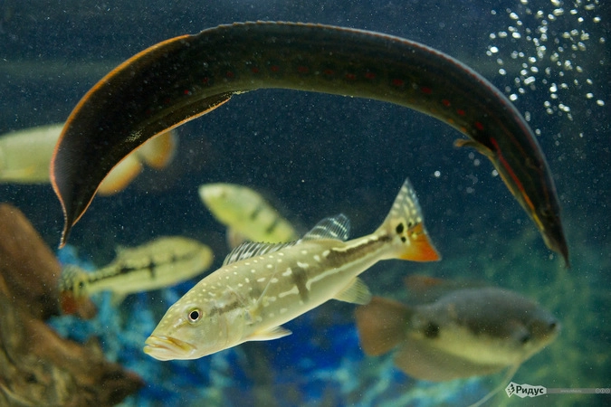 Цихла теменсис