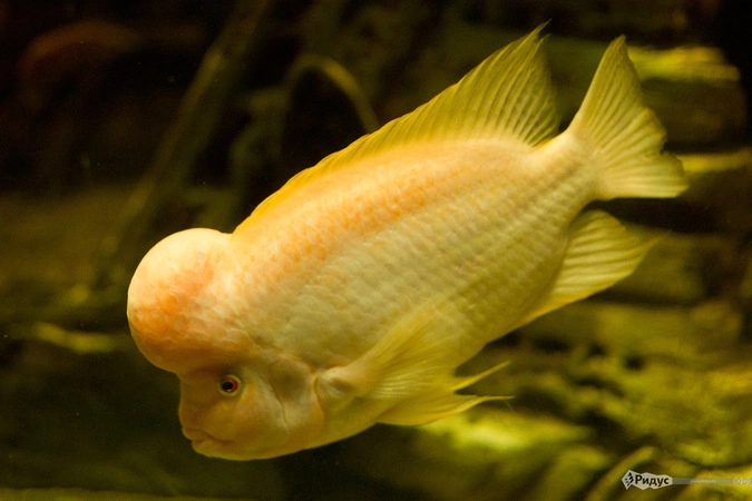 Цихлазома цитроновая или лимонная