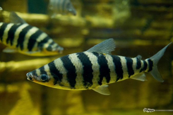 Лепоринус полосатый