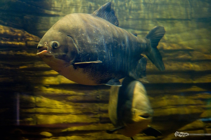 Колоссома черная