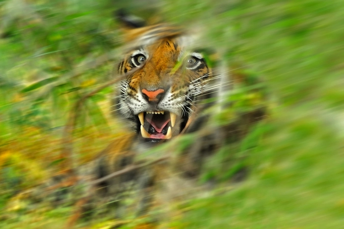 Алексей Тищенко, “Сквозь джунгли”
Анималистическая съемка. 1 место
