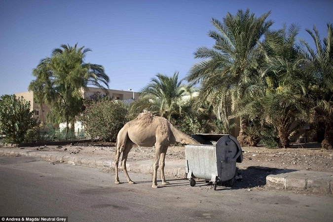 Бездомный верблюд ищет пищу. Многие из животных, использовавшихся для развлечения туристов, были просто брошены.