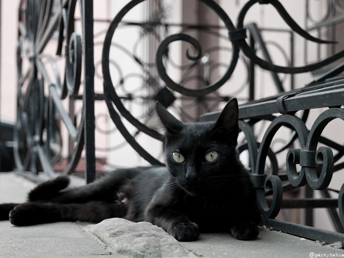 Минская черная кошка. Мимо пробегала