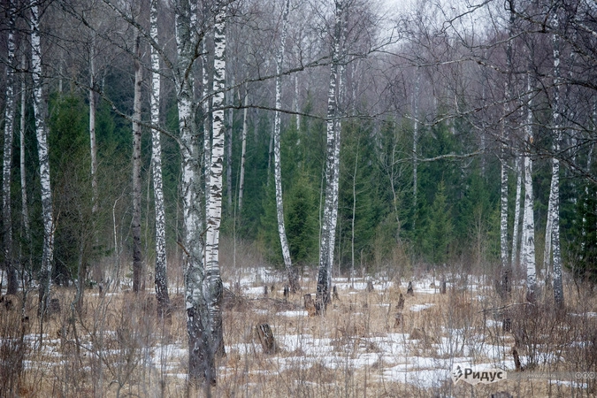 Березовую рощу специально не вырубили полностью, чиновникам оставшихся деревьев достаточно, чтобы игнорировать факт незаконной вырубки