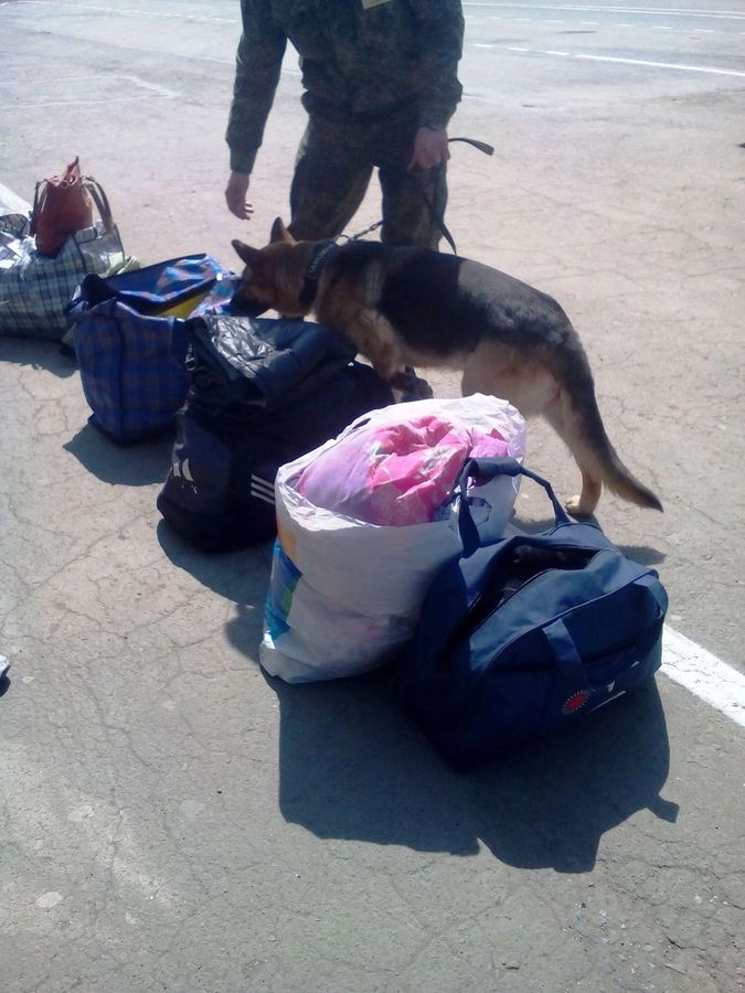 Фото с овчаркой все-таки сохранилось...